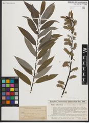 Foto von Salix petiolaris Sm.